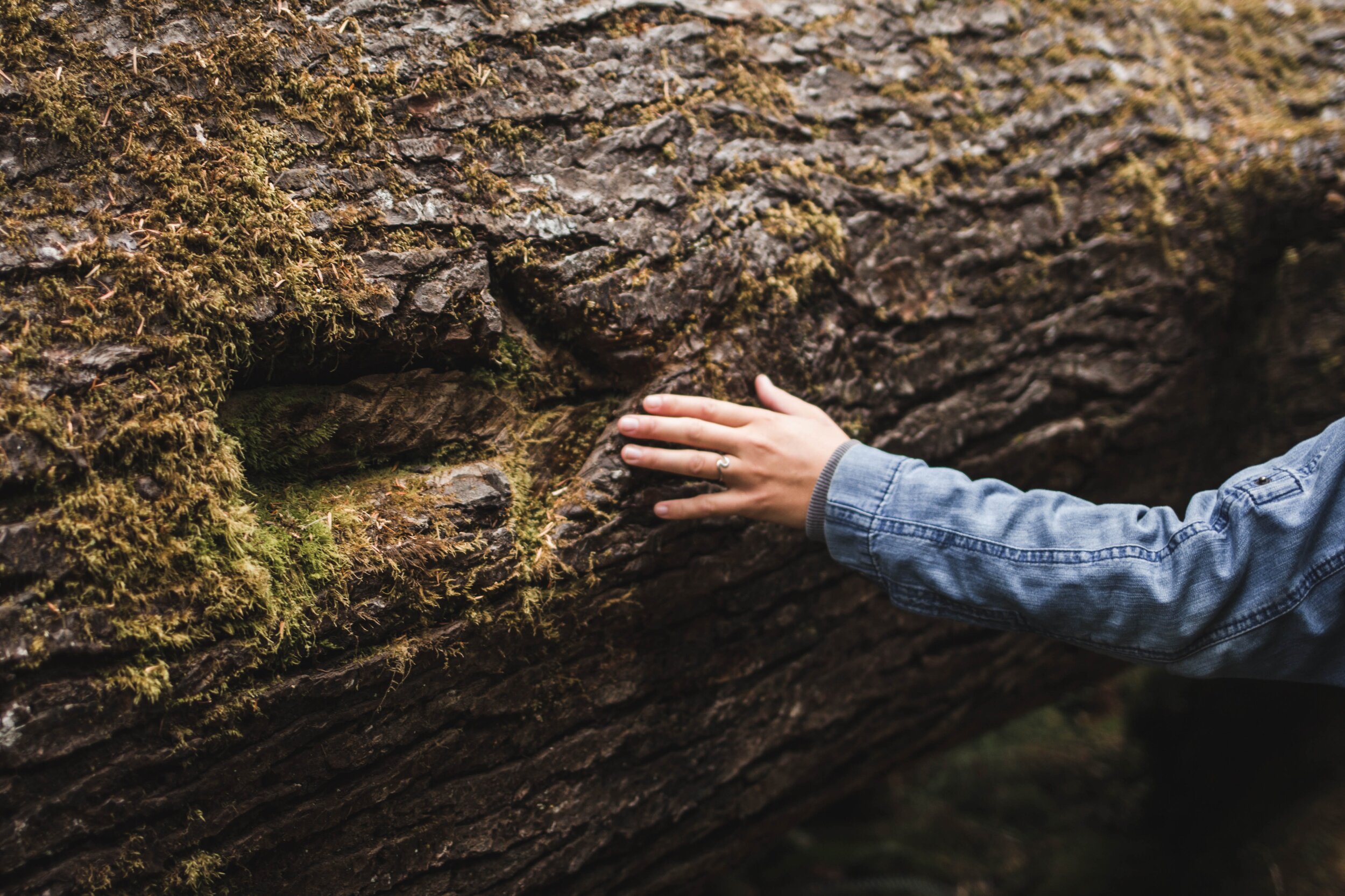 person with ring touching tree bark